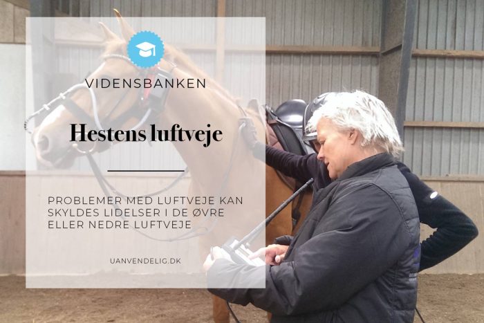 Vidensbank Uanvendelig Eller Ridehest 