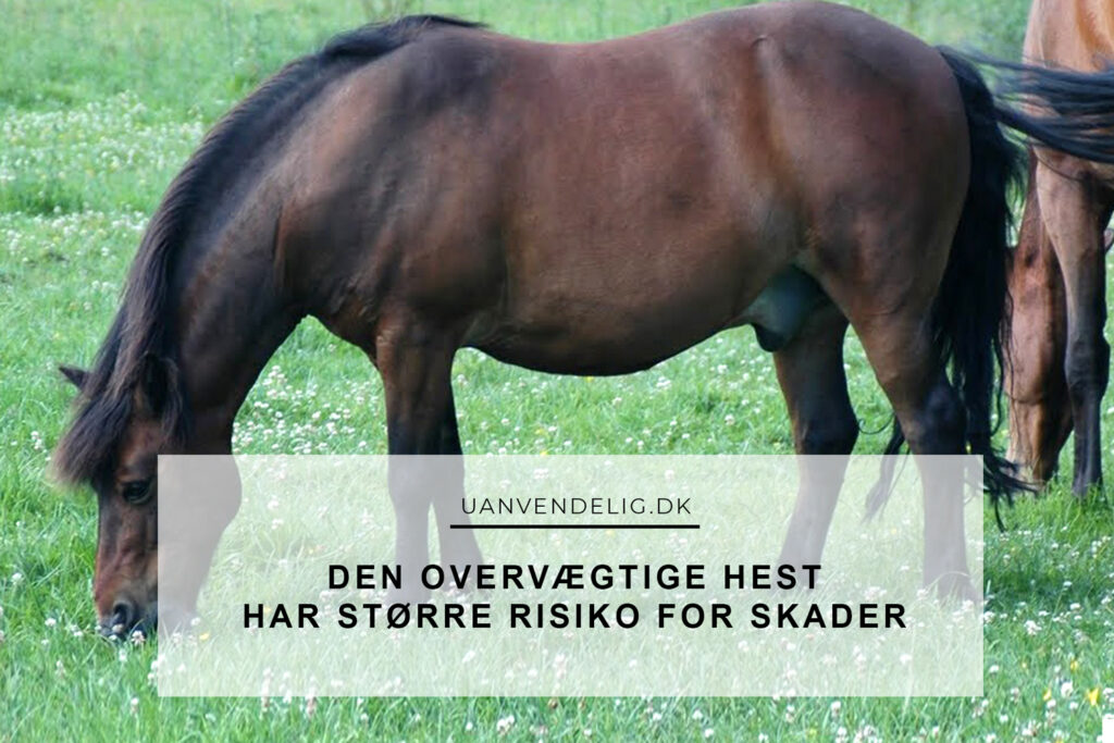 Den Overvægtige Hest Har Større Risiko For Skader Uanvendelig Eller Ridehest 