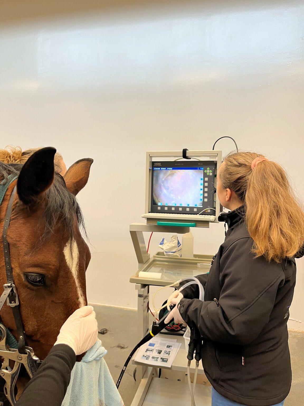 Værd At Vide Om Mavesår Hos Heste Uanvendelig Eller Ridehest 